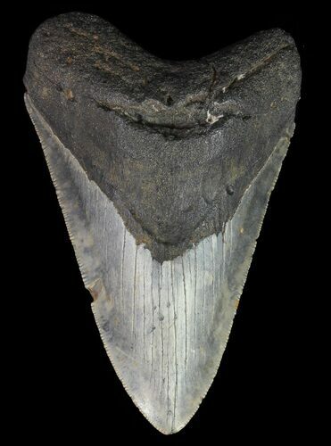 Megalodon Tooth - North Carolina #67293